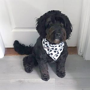 Dog Bandana